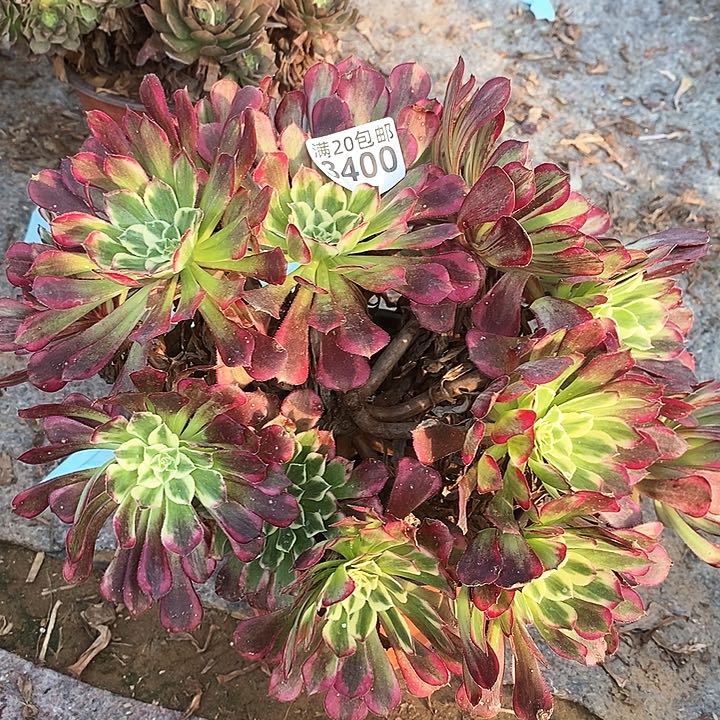 3400 一颗同花顺法师