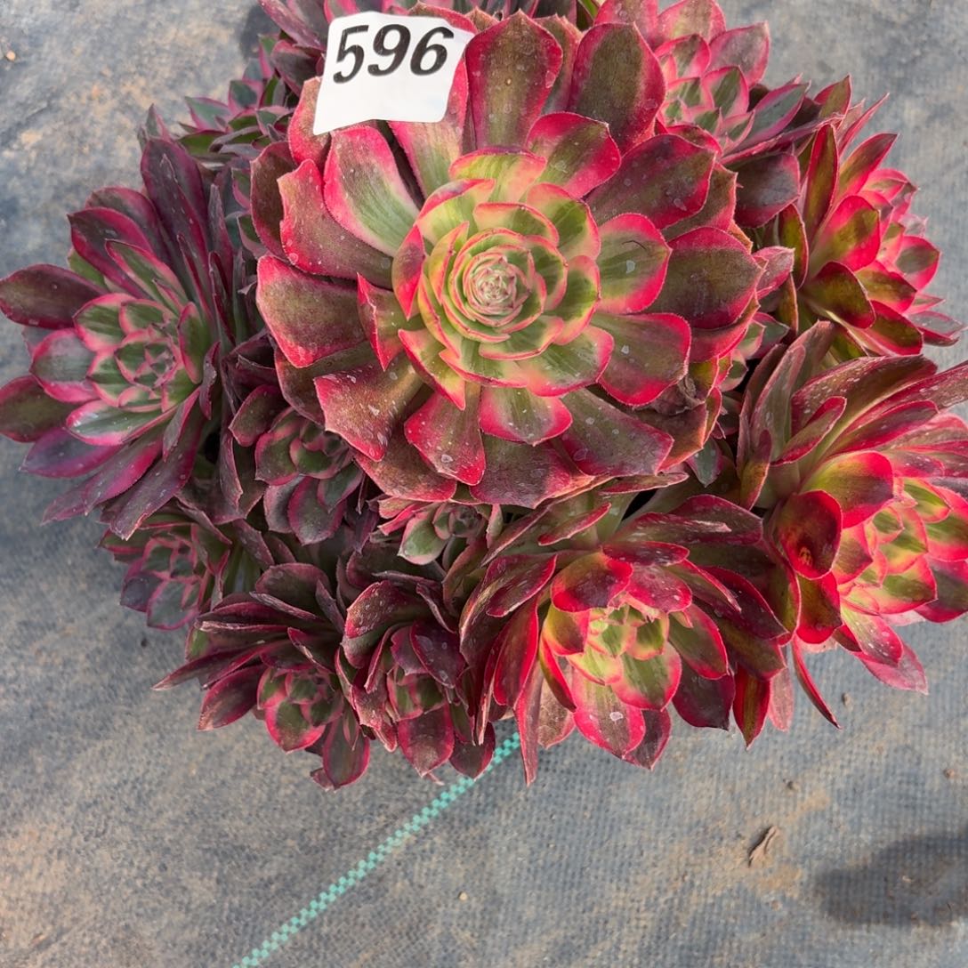 旭***妈596拉菲皇后多肉植物福利