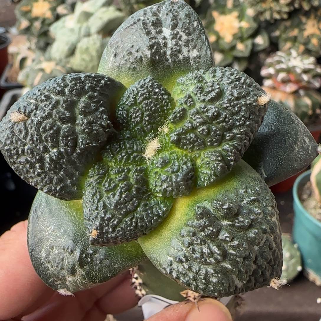 【闪购商品】大型细腻颗粒无毛787植物