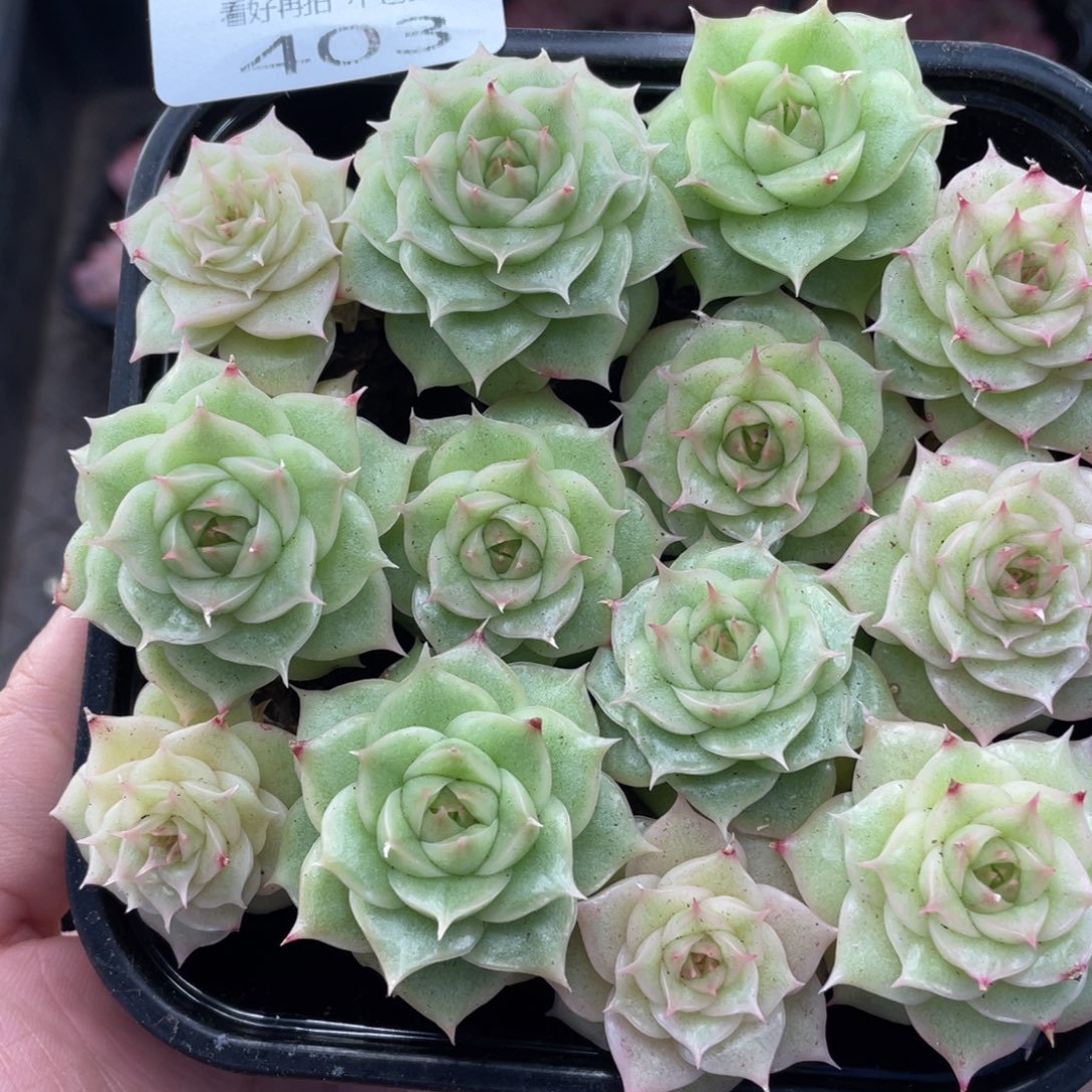 云糖心多肉植物403