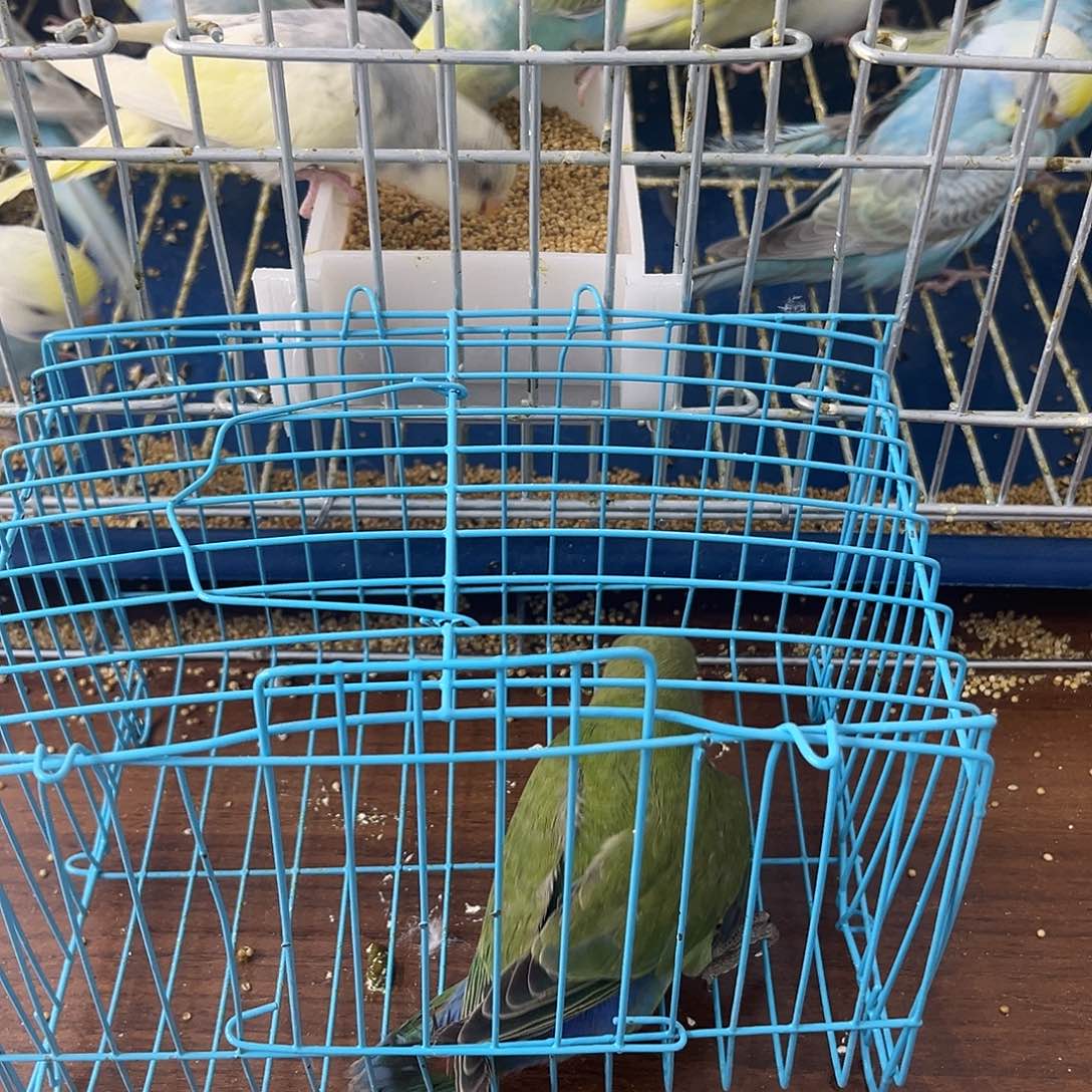 虎皮鹦鹉牡丹鹦鹉