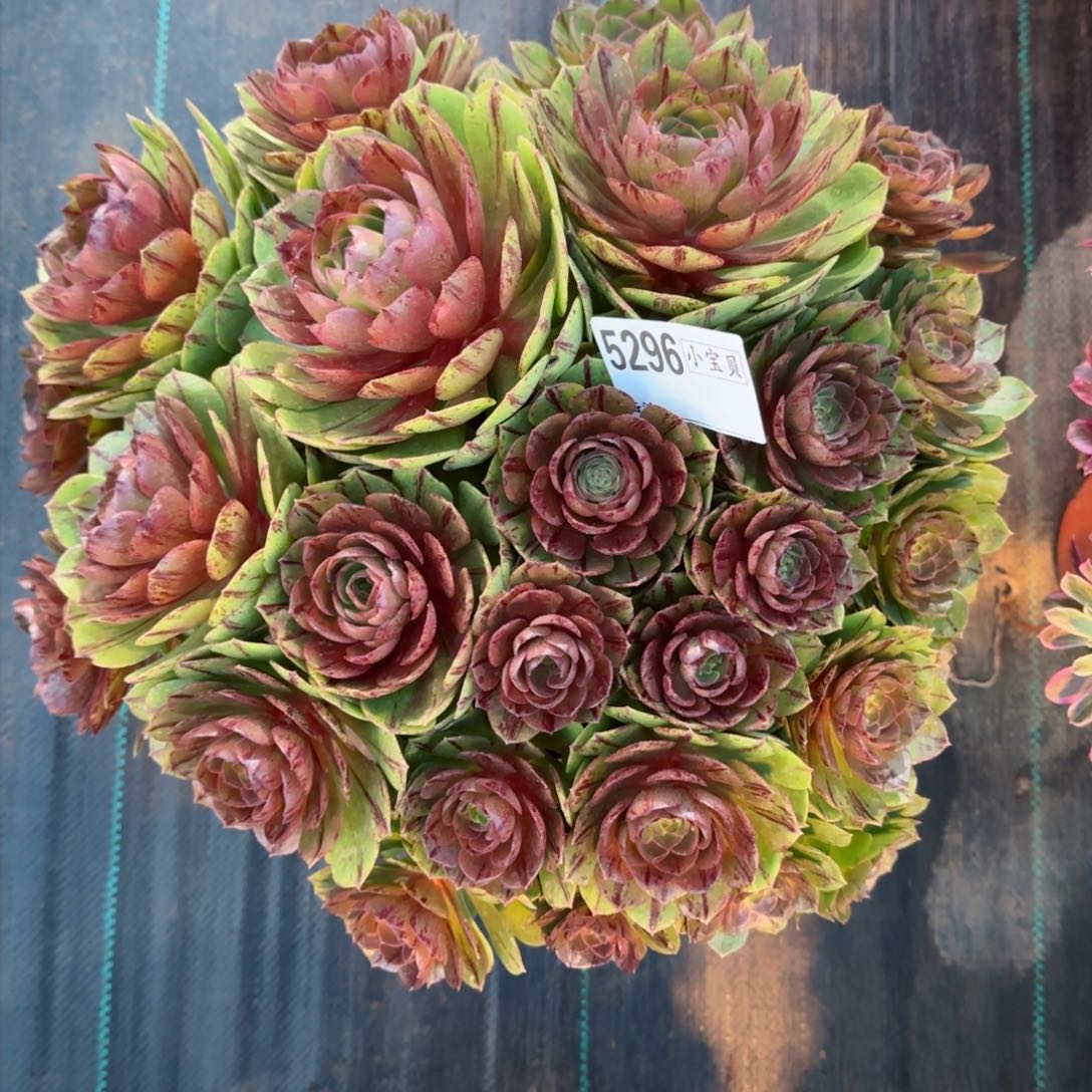 庞*姐5296多肉万拉丝多肉