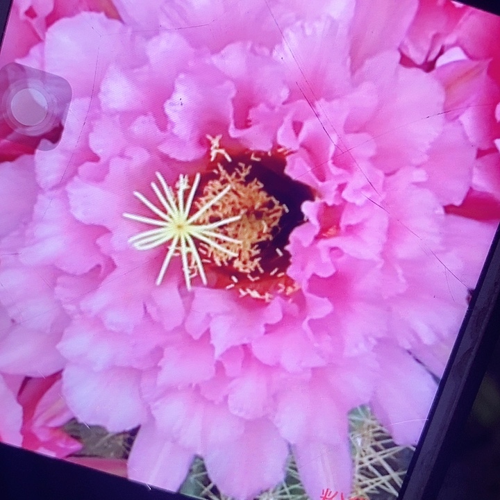 粉黛侧芽5公分毛花柱