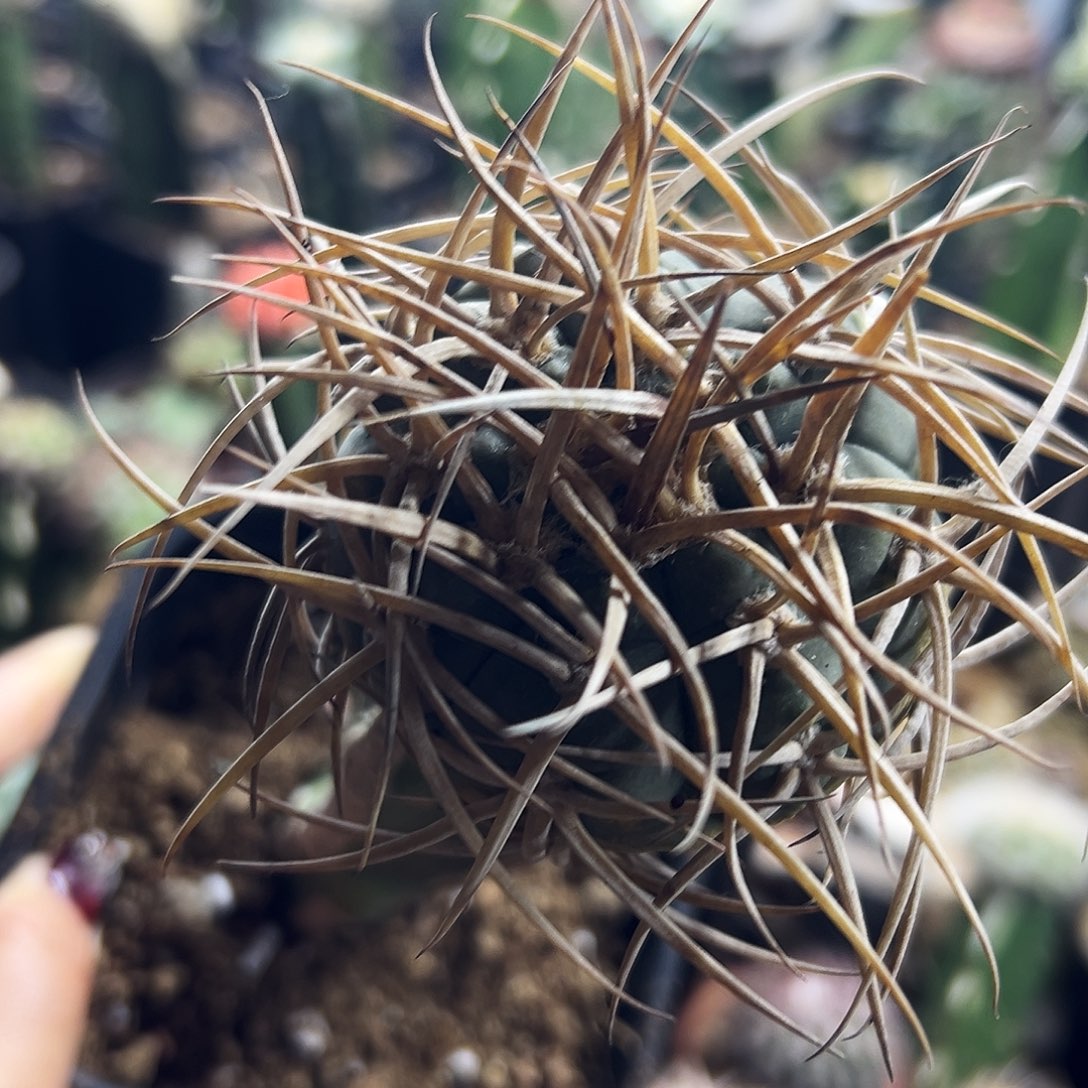 渡边光林仙人球1111111111