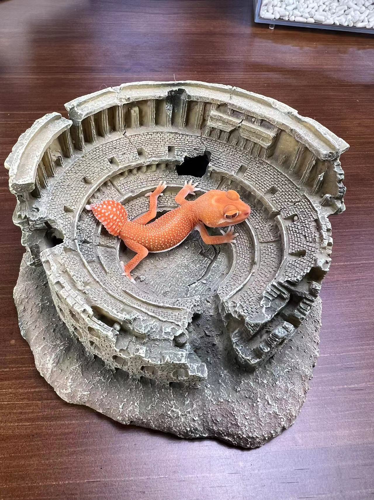 守宫，宠物蛇改价链接