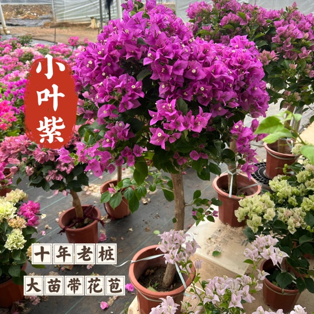 超大桩［小叶紫］棒棒糖造型三角梅四季开花阳台花卉2