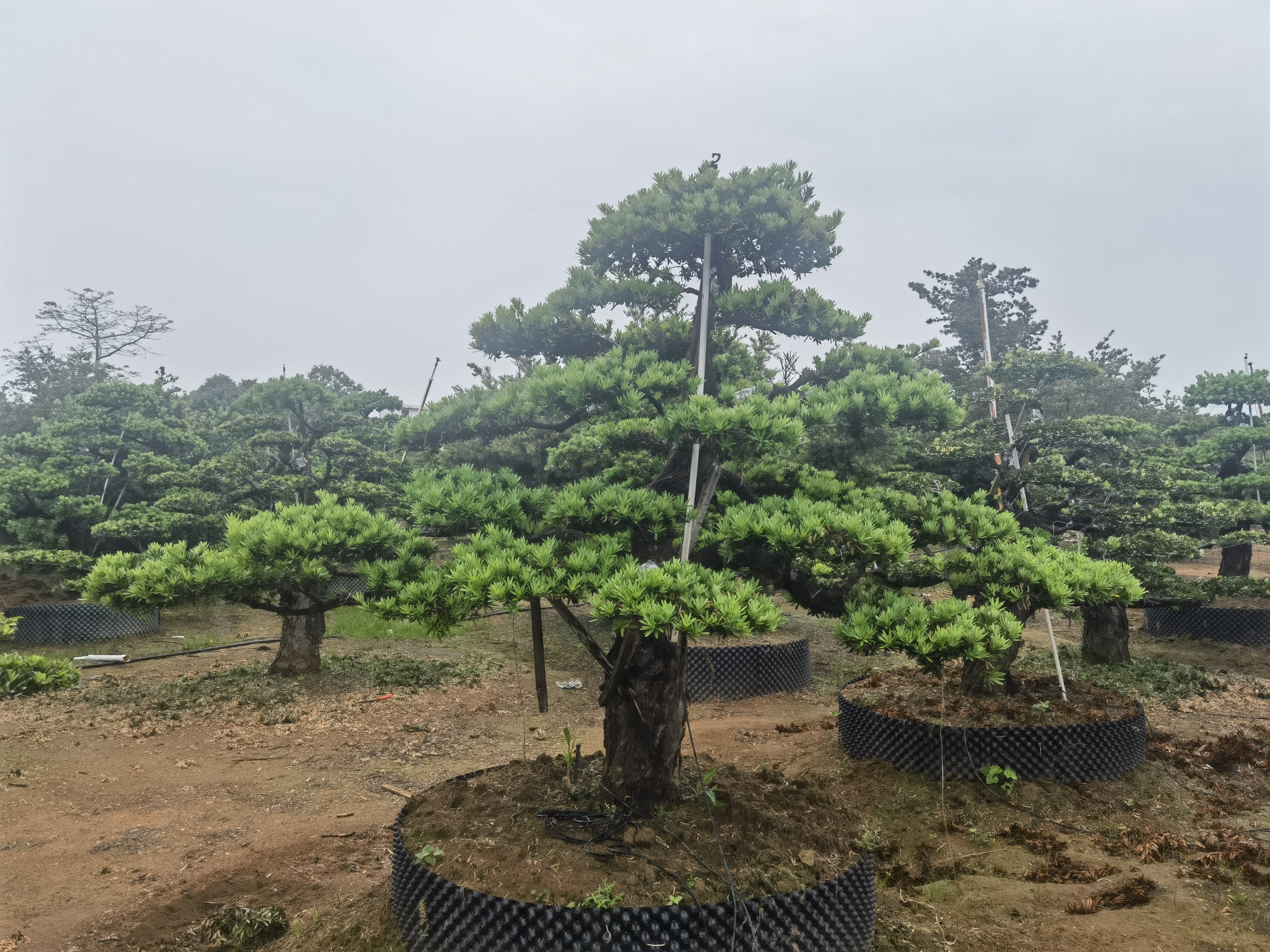 定金（跟主播确认再拍）罗汉松金丝楠木绿植室外盆景日本动作中方