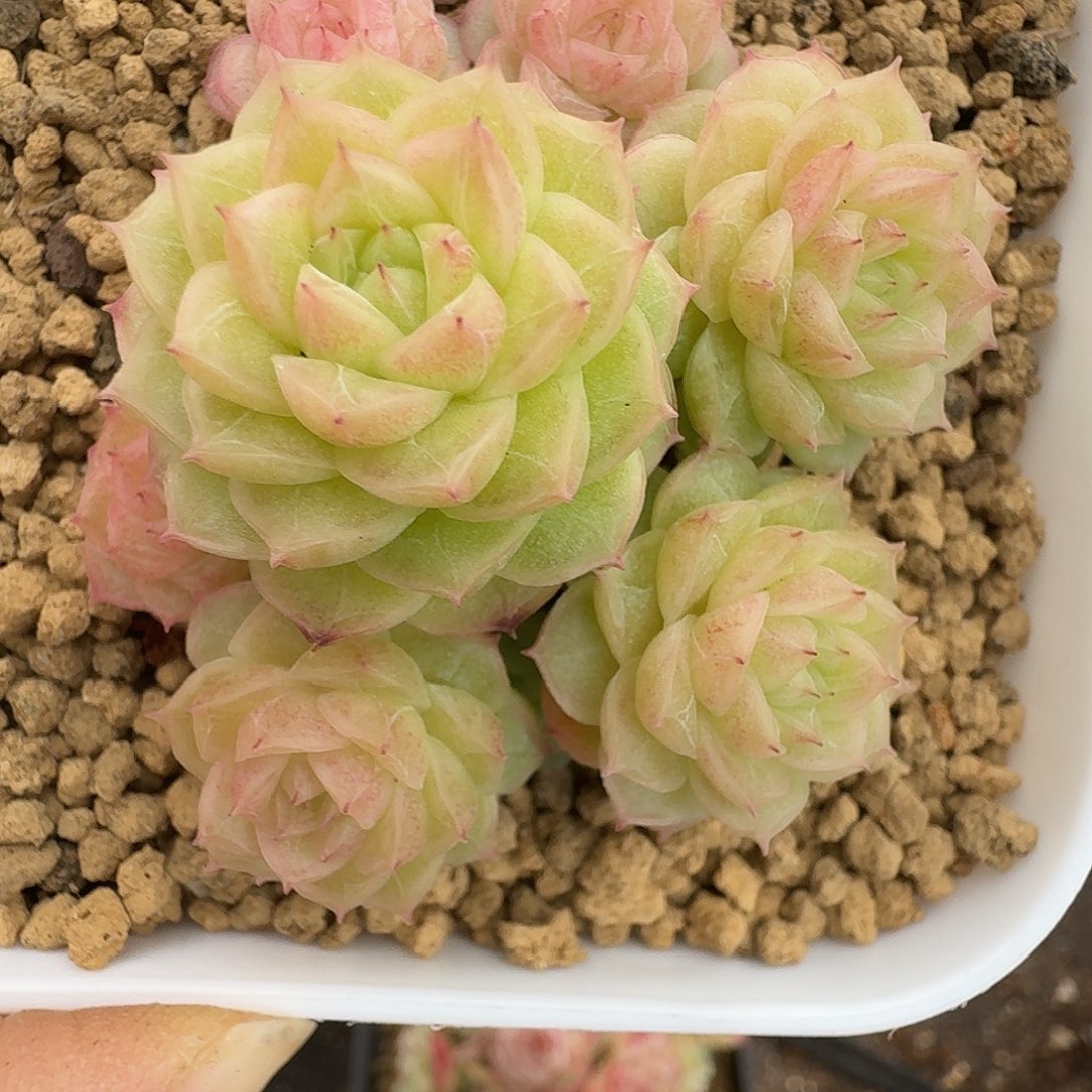 一物一拍一物一拍1213-233