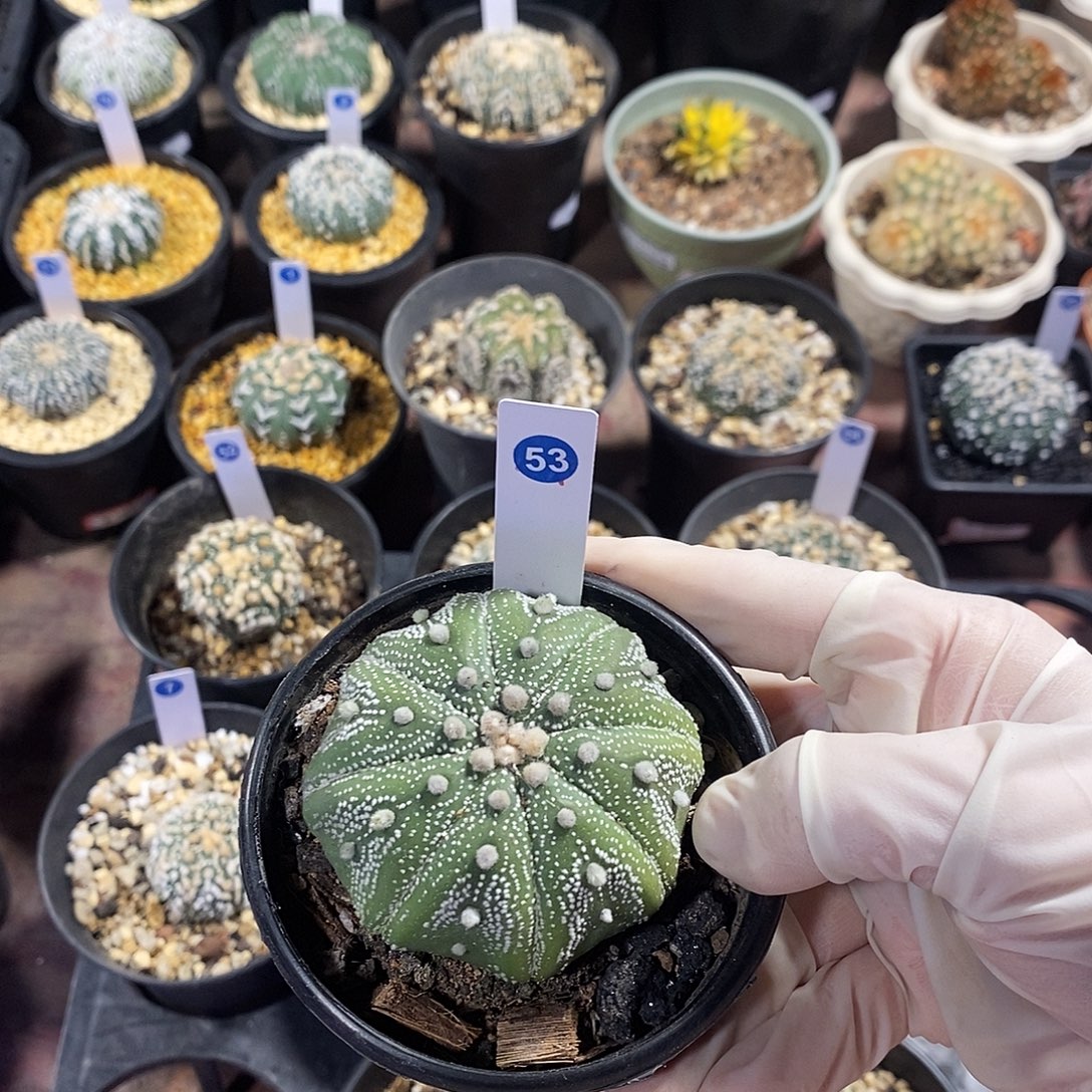 2***953号，海星黄体兜，实生