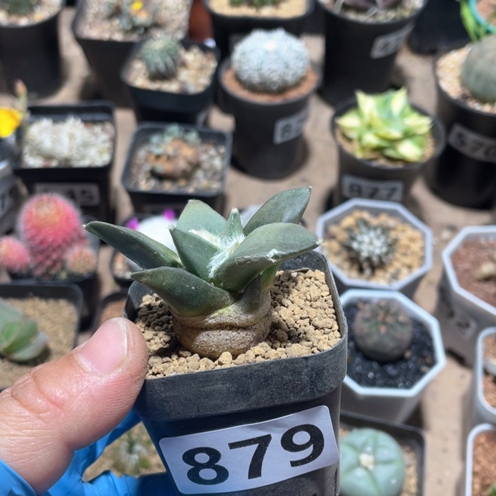 879实生龙牙岩牡丹