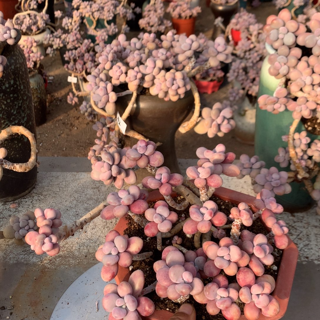 澜***桃蛋老桩不带盆48号