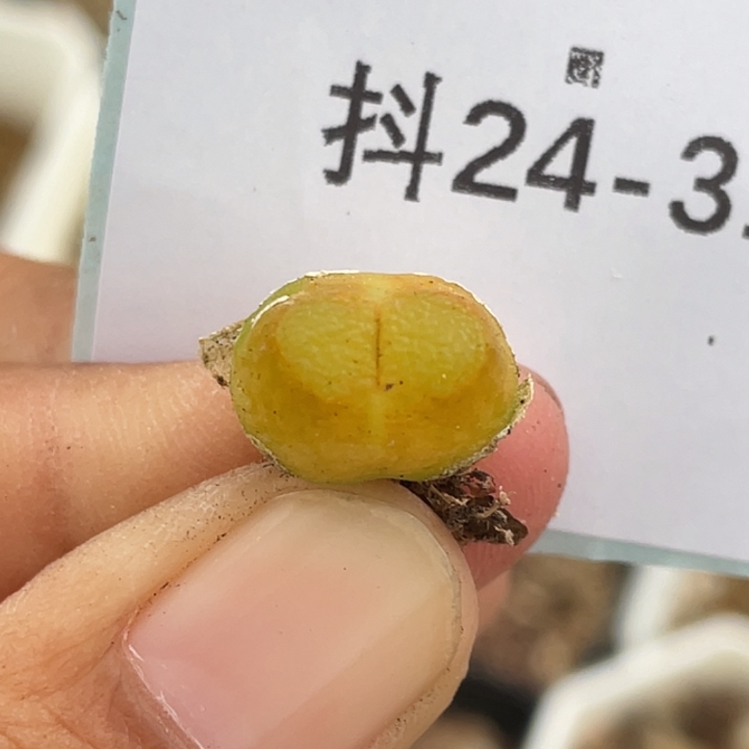 24-31雪茄多肉植物