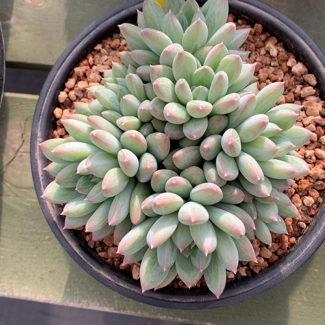 红蛋 多头 一颗   