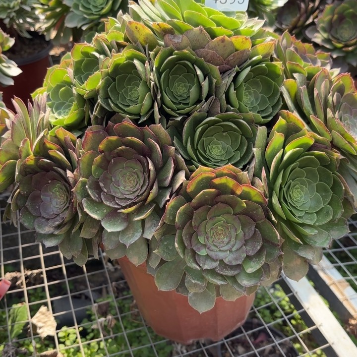 花月夜多肉法师4395