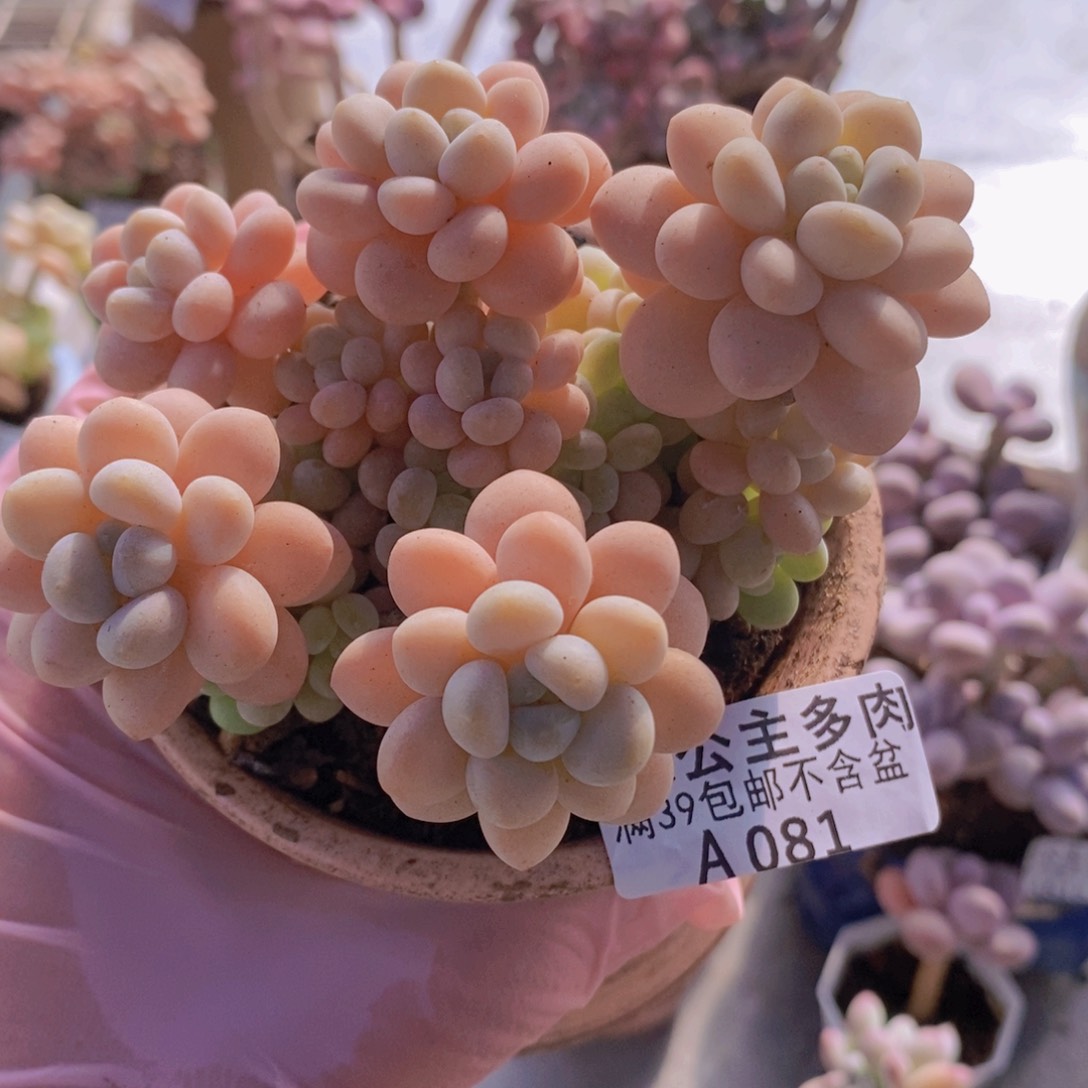 洛可可8cm081多肉酱 