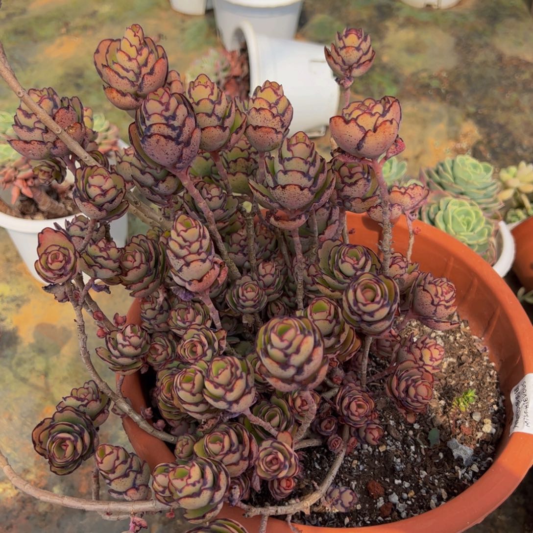 锦绣牡丹超级大盆多肉