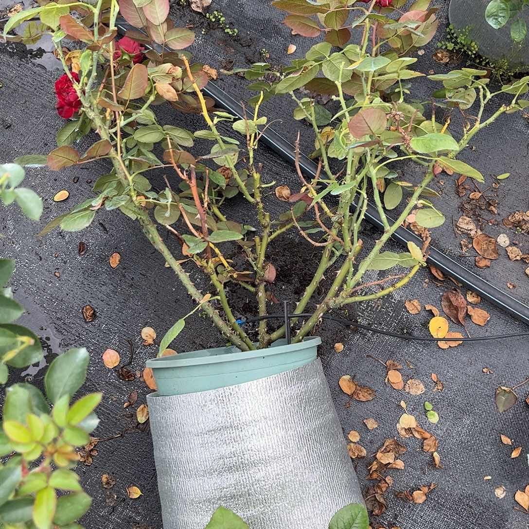 无花朵皇家胭脂，土球修剪发货