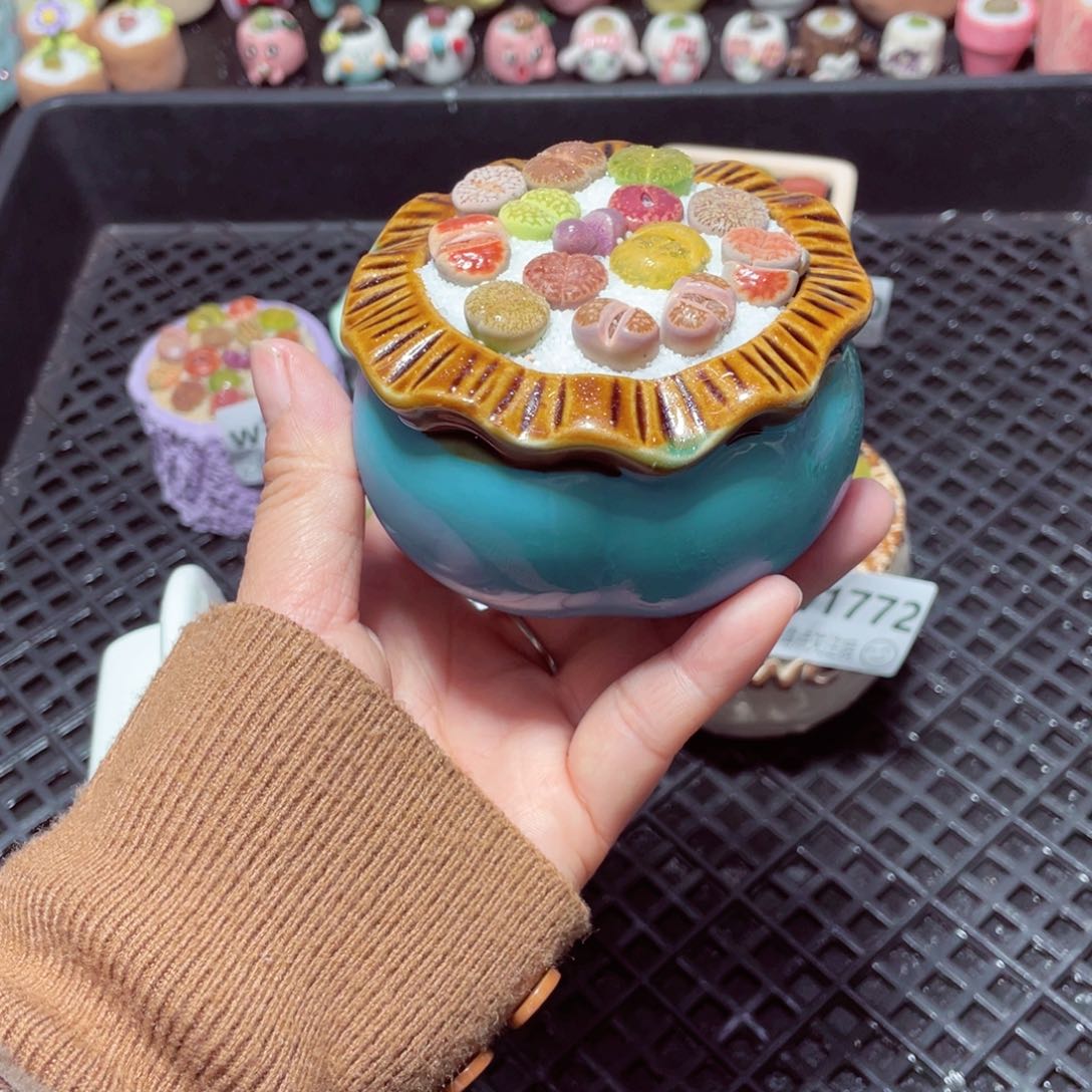 w1774 带盆土发货-零下地区拍保温箱