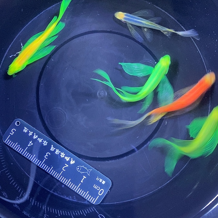 斑马鱼蝶翼斑马大号4条中号2条