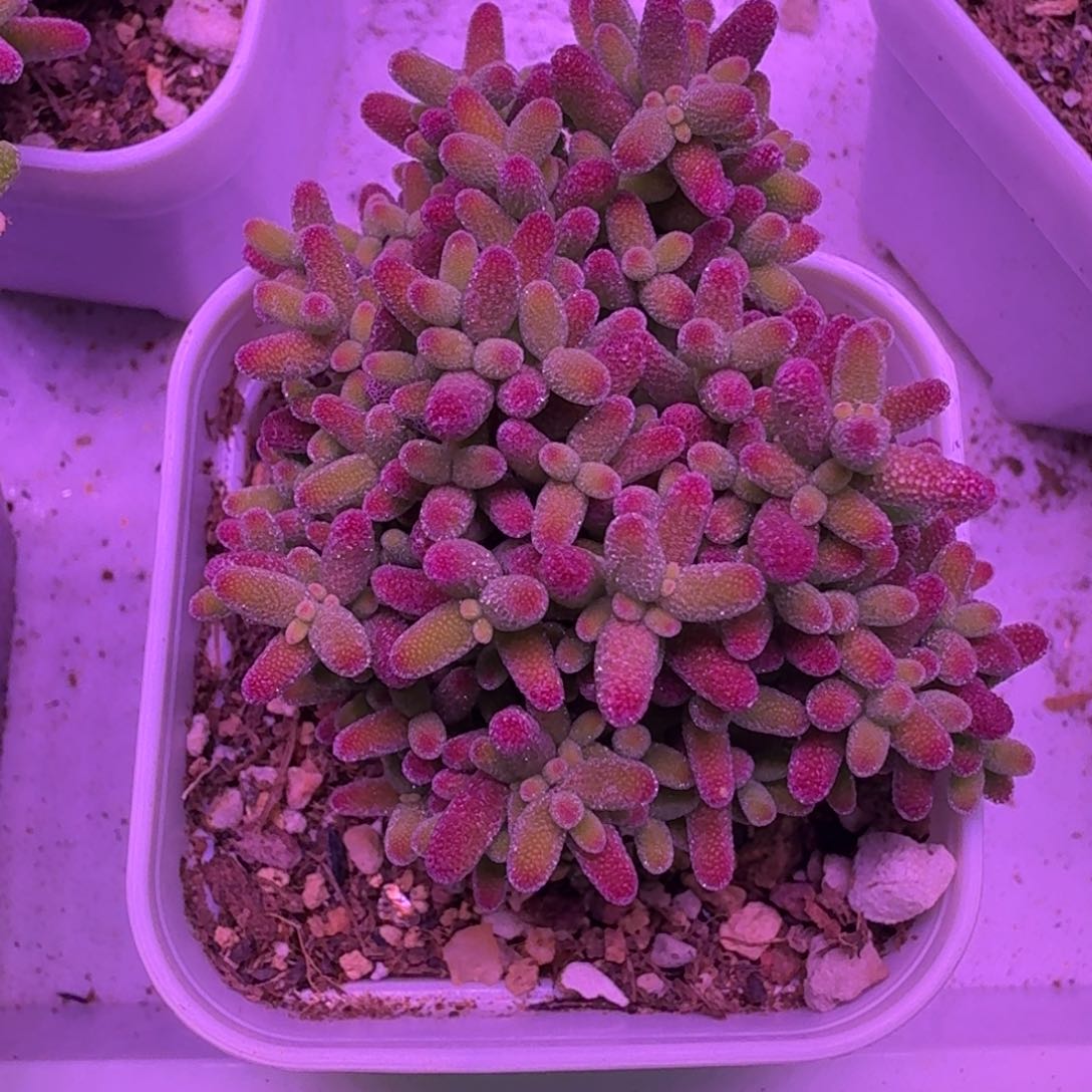 1375蜜橘糖球带盆00558758