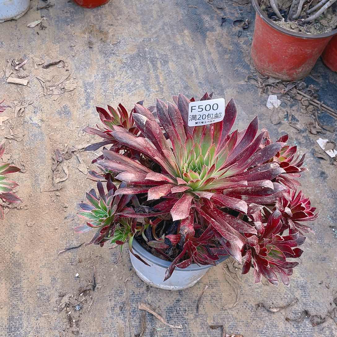 500惊鸿仙子多肉