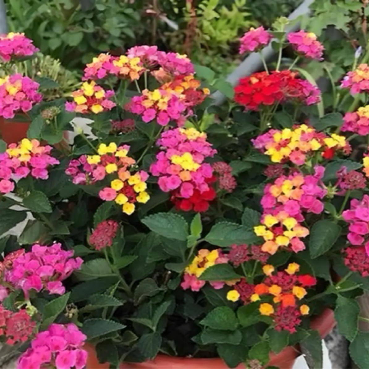 【花卉大集】五色梅木本花卉（本店花卉满两单包邮）