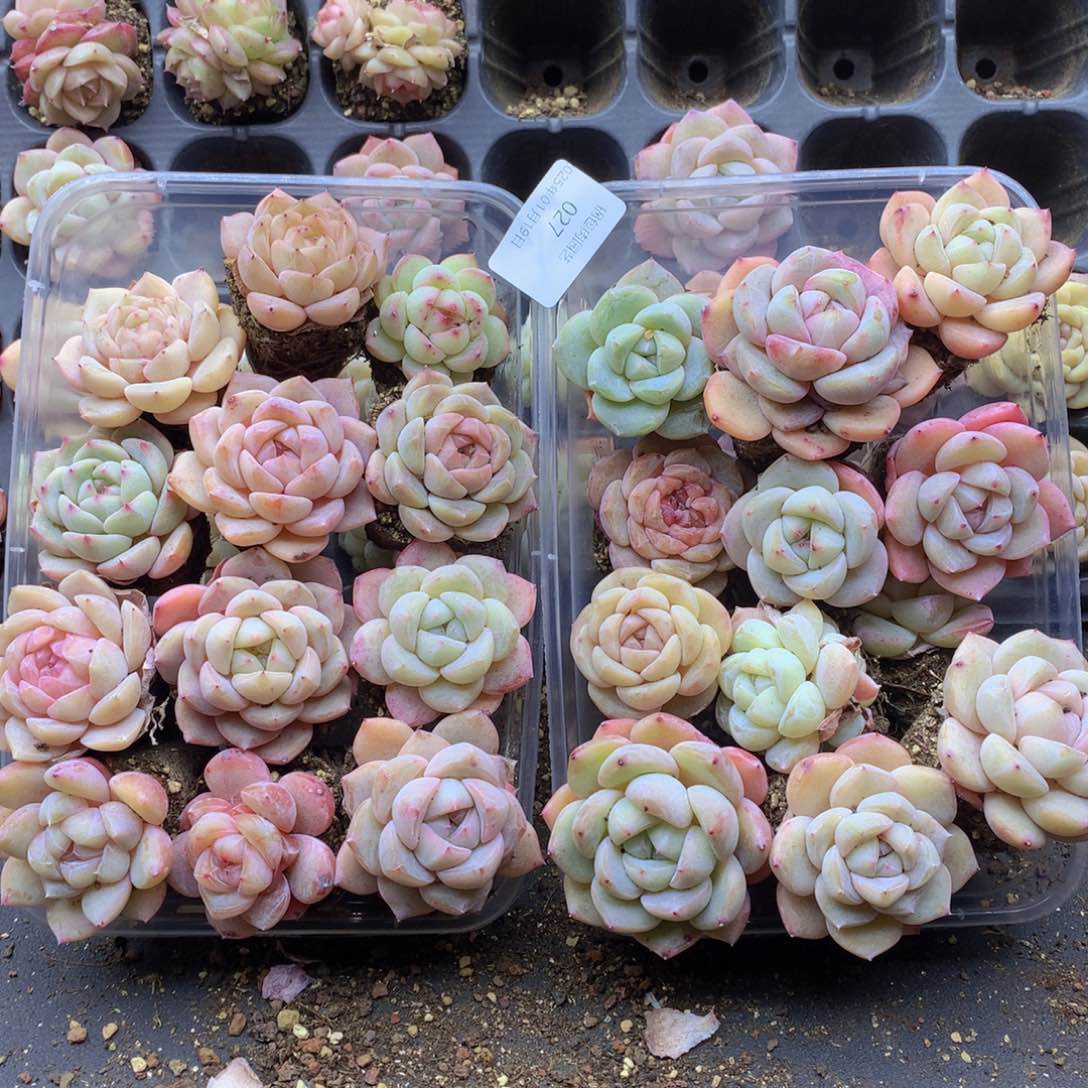 反反复复还是很开心啊027