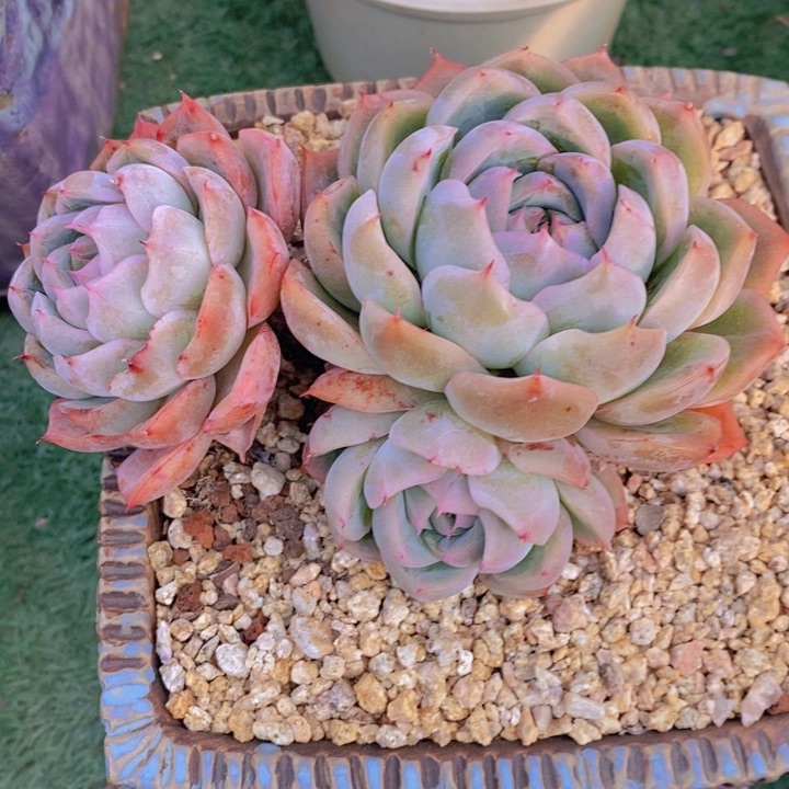 H*K多肉乐园精品绿龙