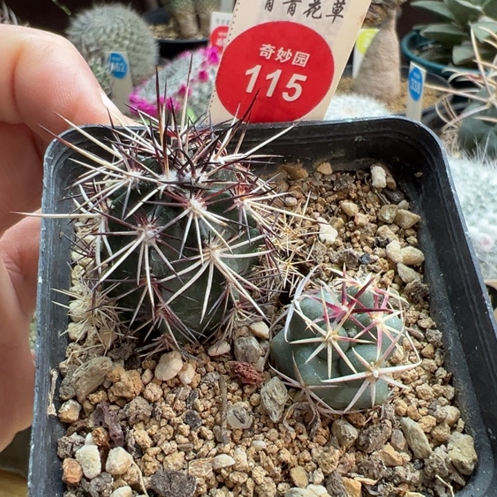 达氏青花虾+大红鹰