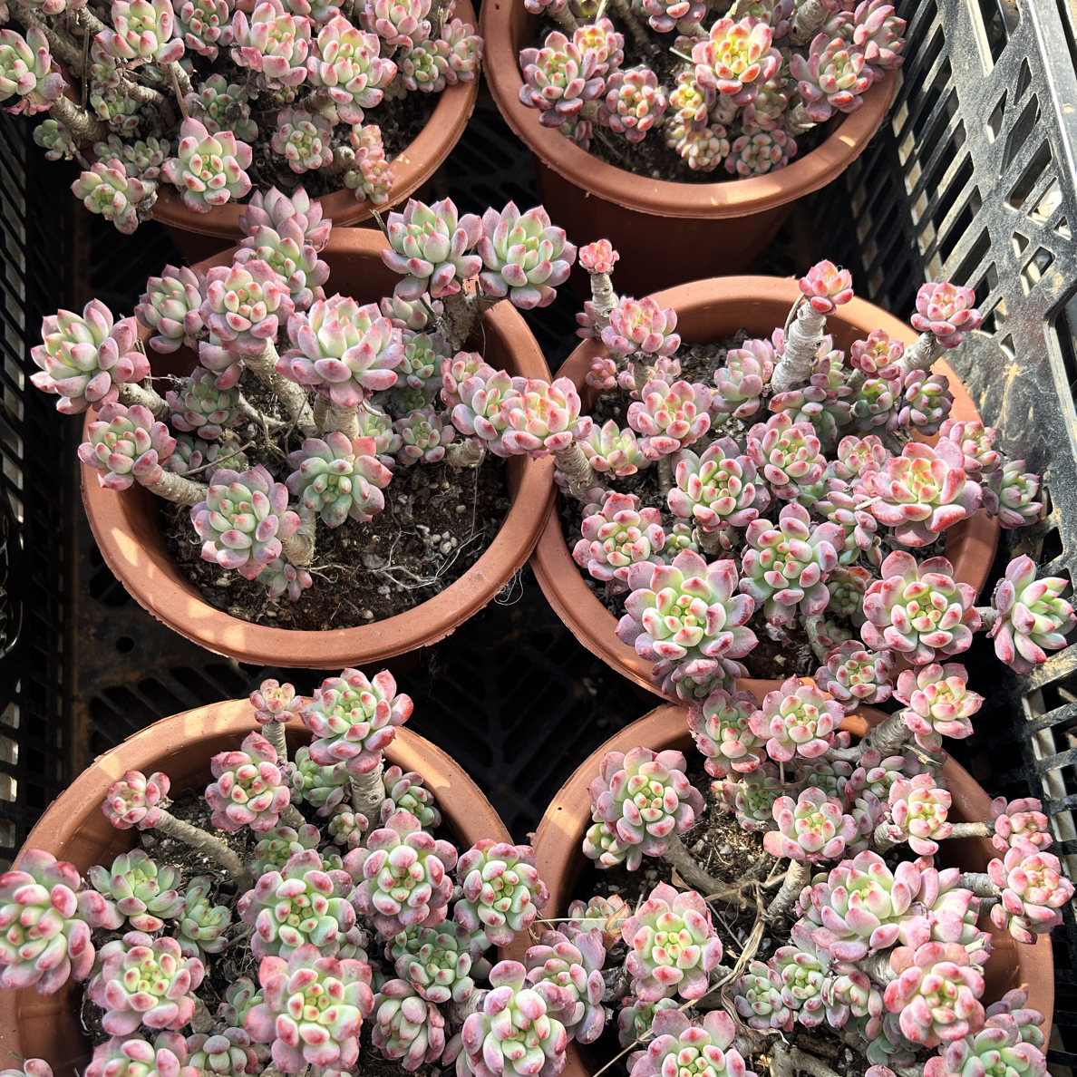 一颗老桩树形蓝苹果脱土发货