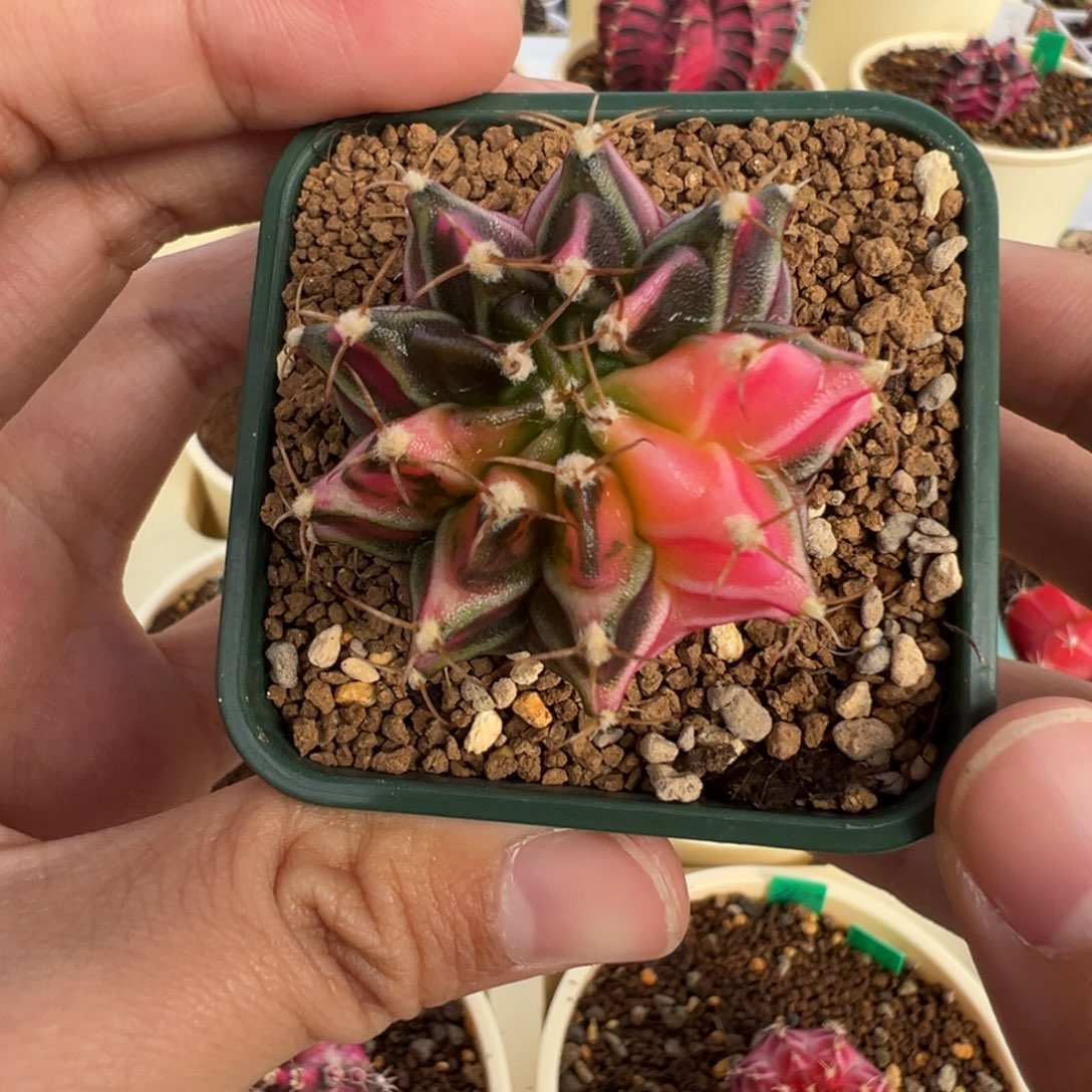 32 好看的米哈冲冲冲