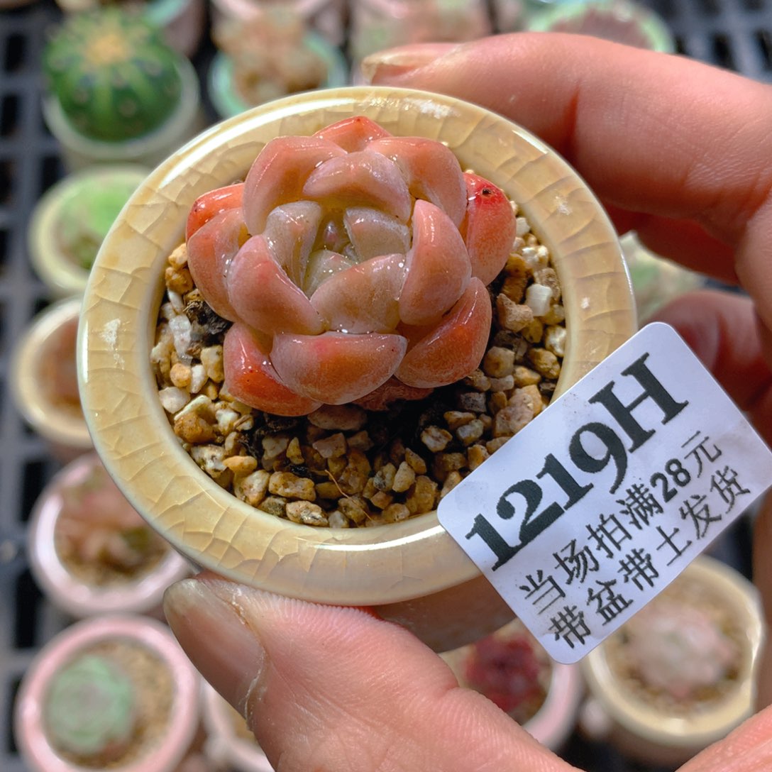 5厘米盆精控多肉1219