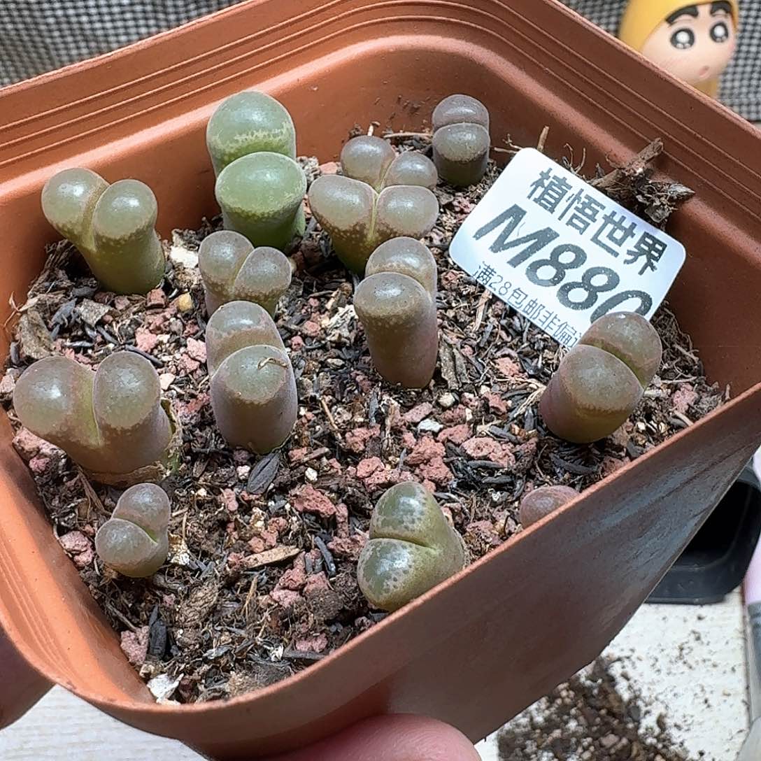 多肉植物的润泽和cc
