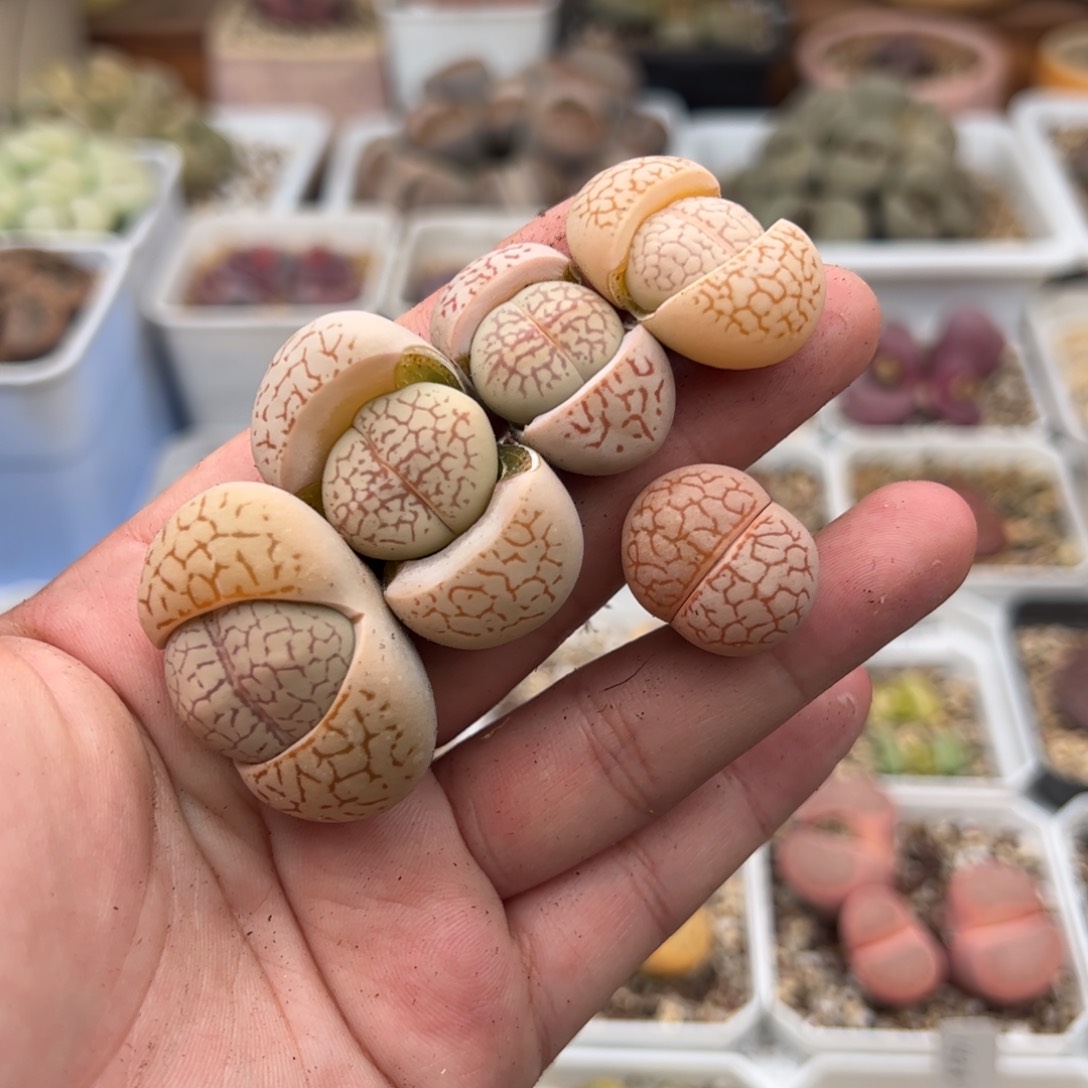 何****ʔ0473号大白4颗送一 多肉植物