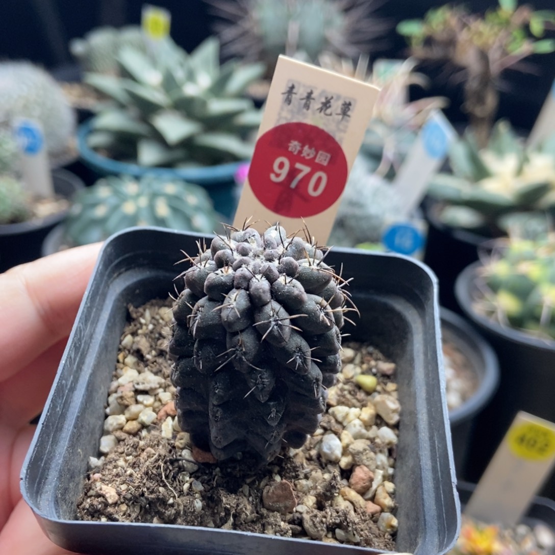 紫皮雷头一棵仙人球2.8cm