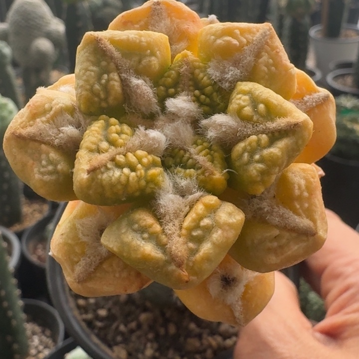 龟甲锦苗接仙人球5.5