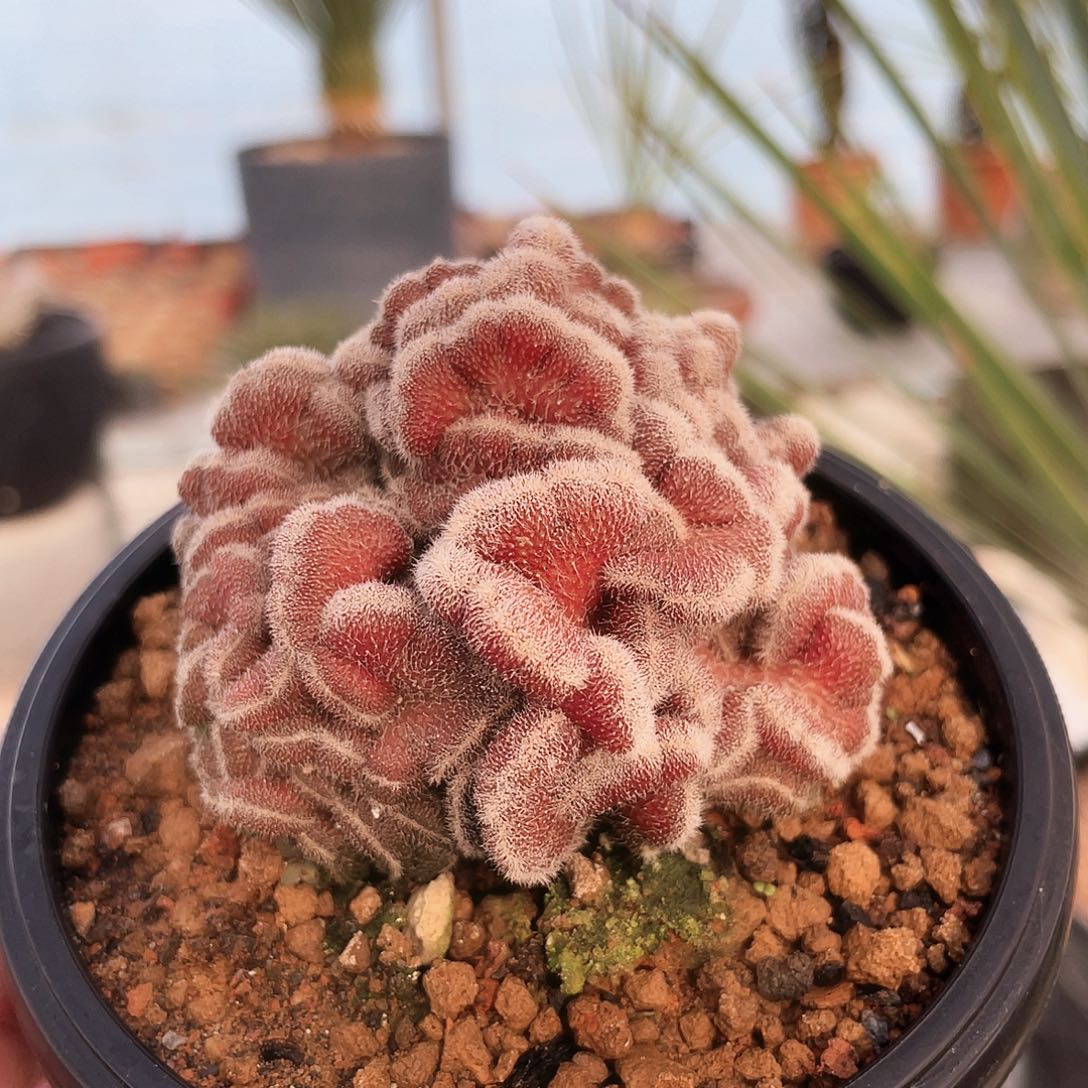 6666666666666666666666