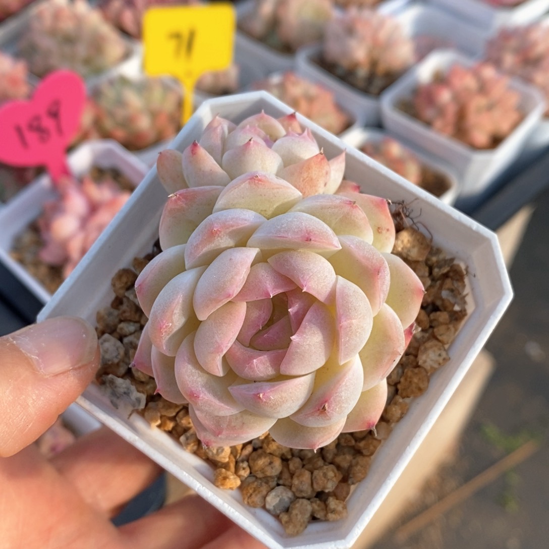 精品多肉一物一拍不包整34