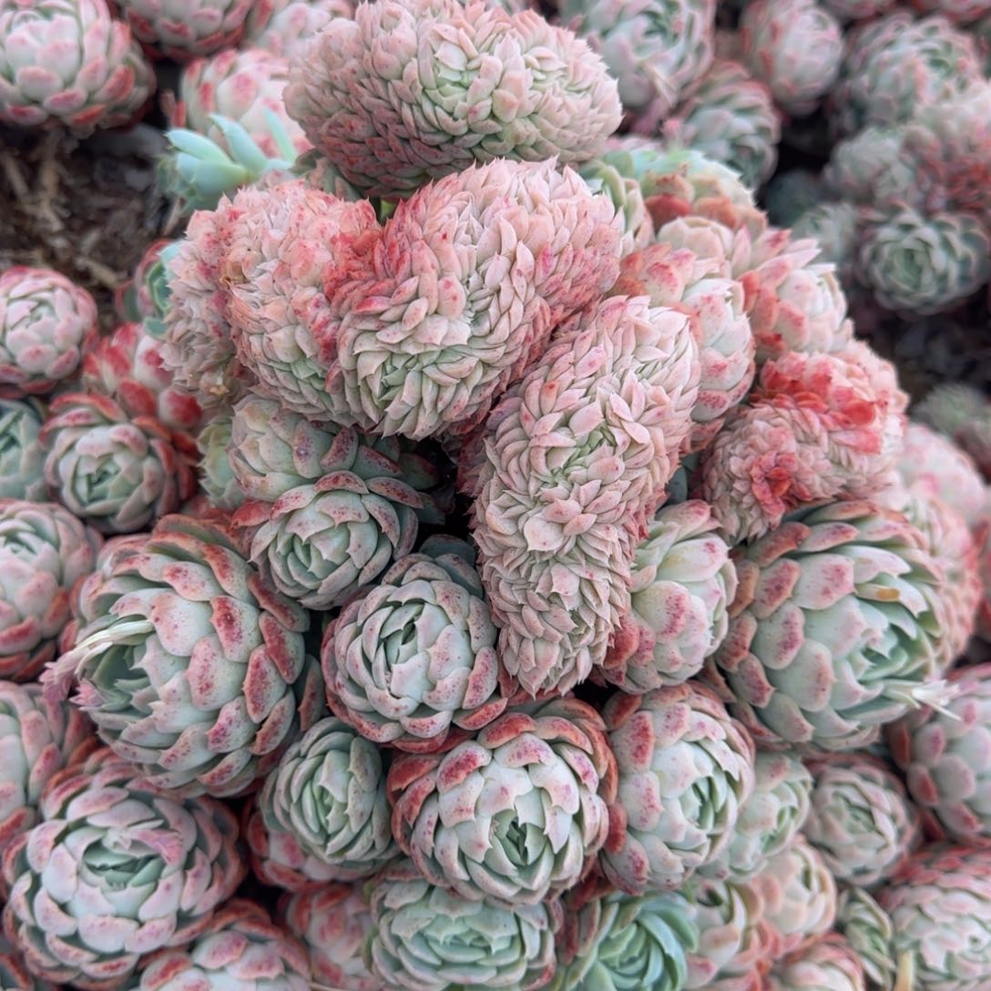 有个好朋友也不在