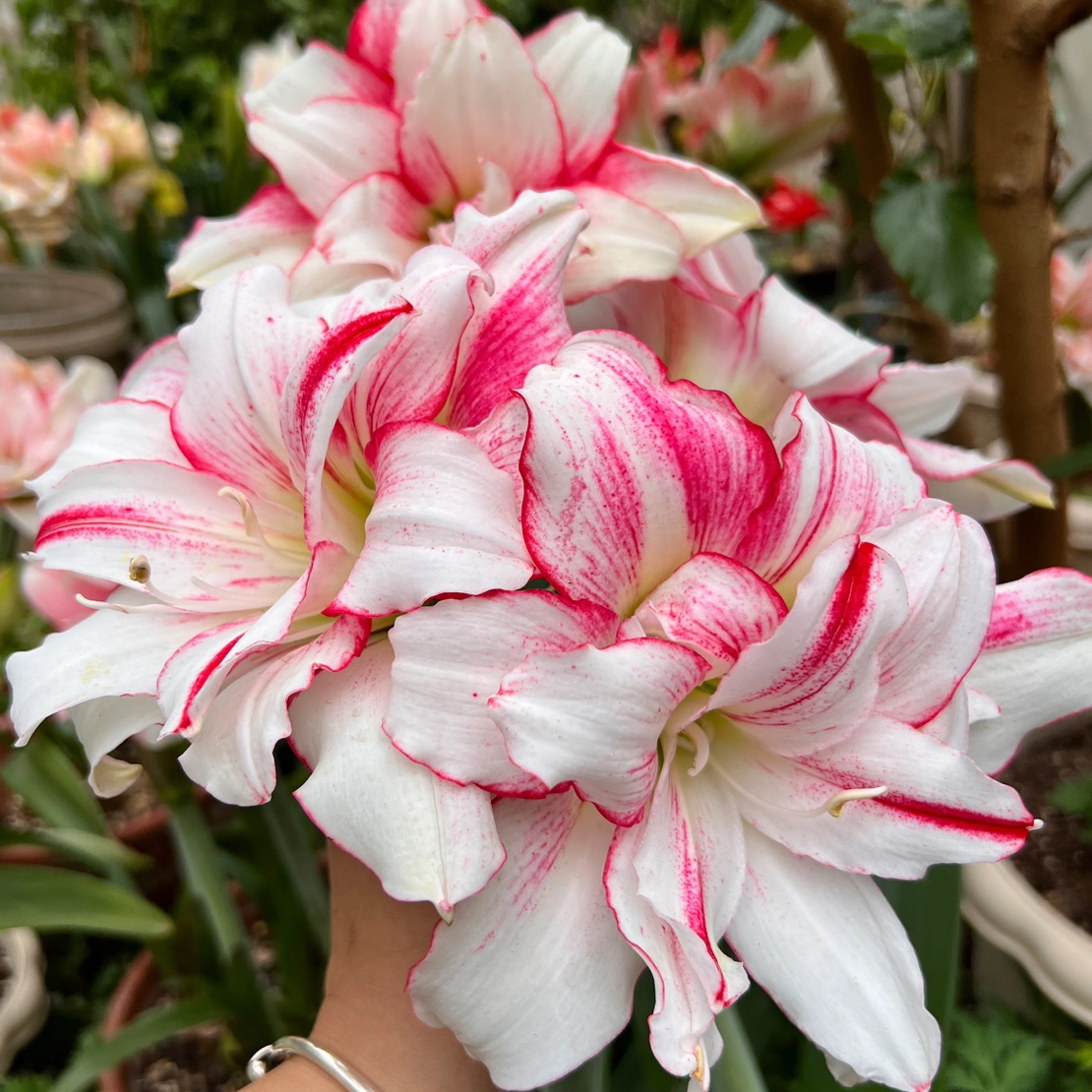 【瑞秋】重瓣原生朱顶红种球室内外盆栽花卉种植