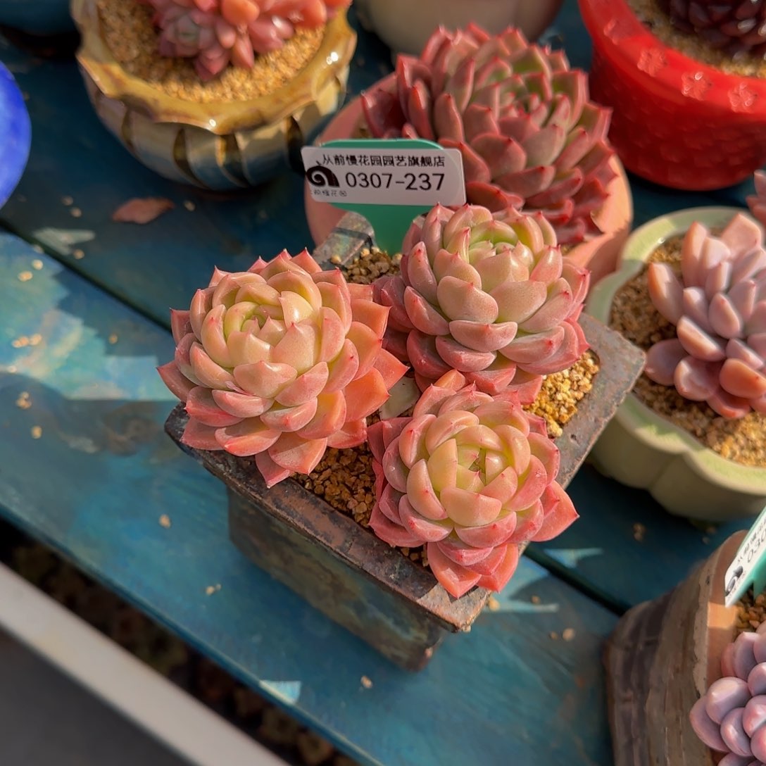 从前慢多肉精选编号0307-237