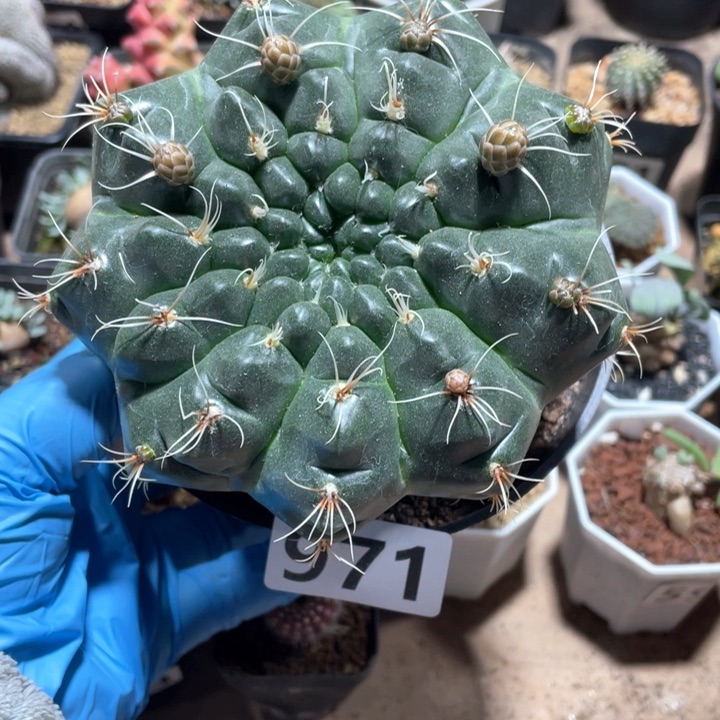 一***上971精选实生超大绯花玉