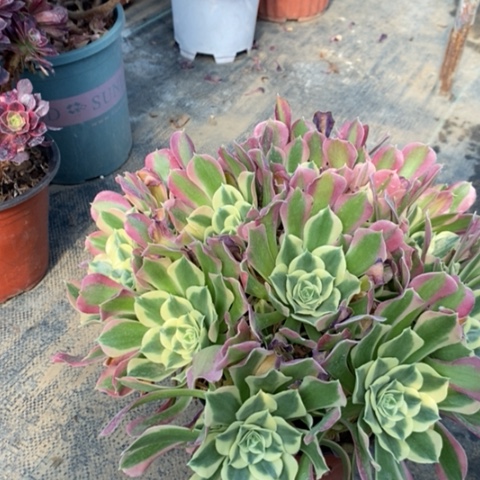 白凤多肉植物043