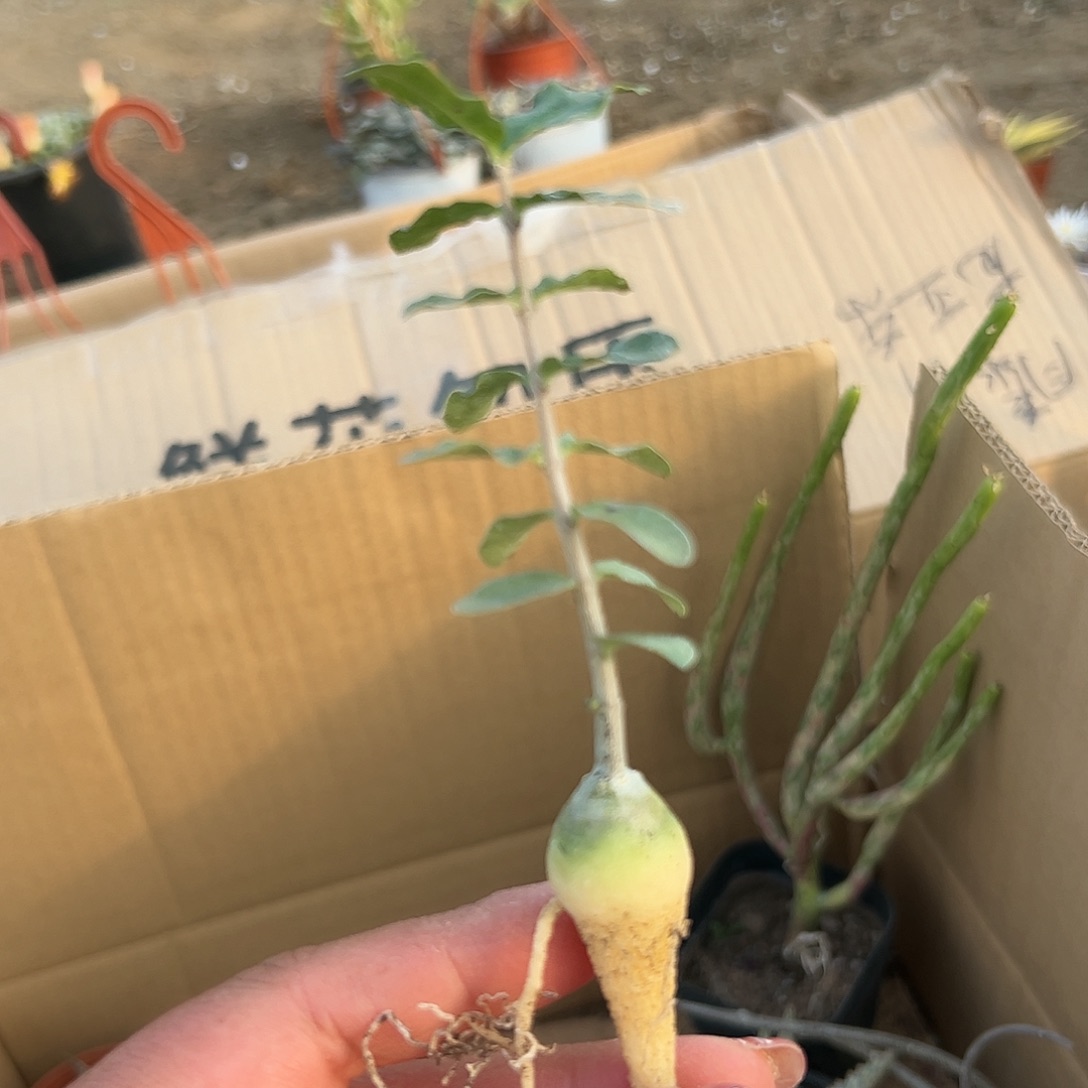 多肉植物火星人块根