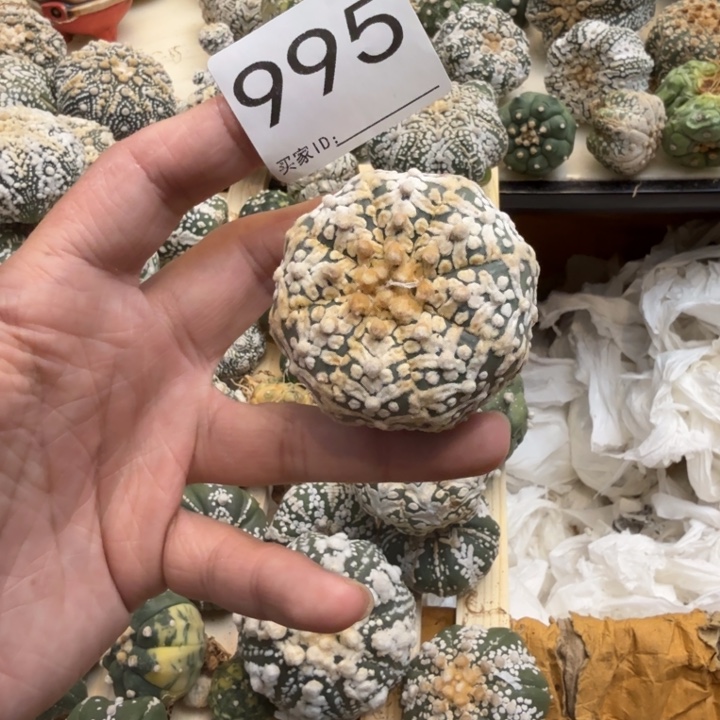 兜星球仙人球995号