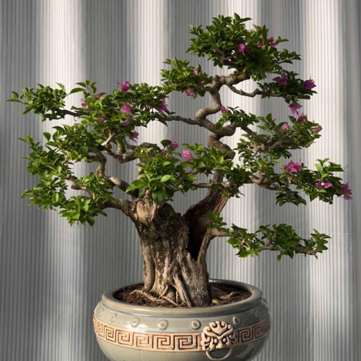 闪购链接【直播间一物一拍】三角梅一物一拍