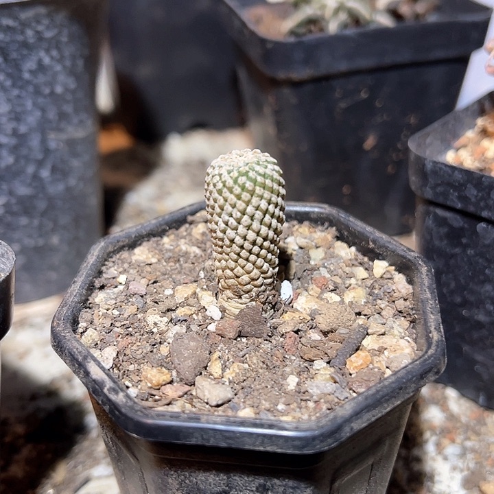 满38包邮2天凑单，脱土晾根发货多肉植物