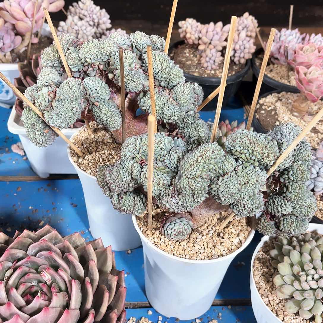 媛****肉白胖子缀化2颗多肉植物