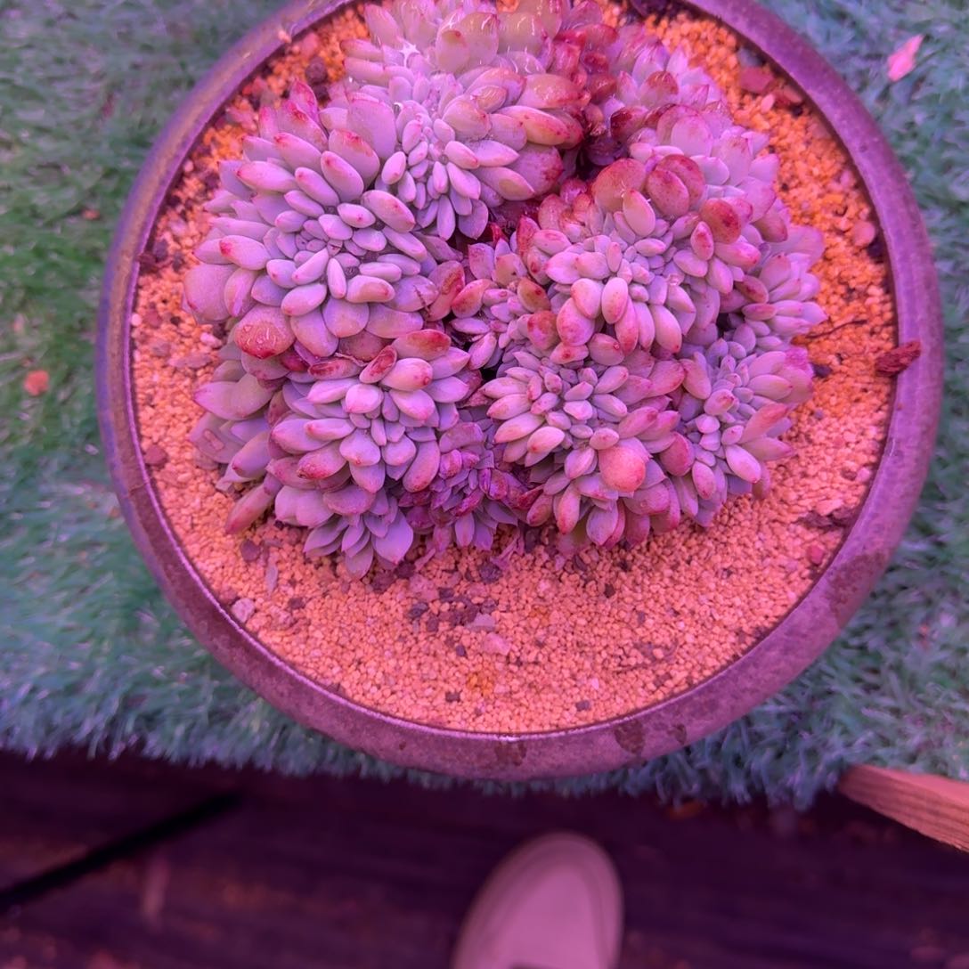 星影缀化无砍多肉