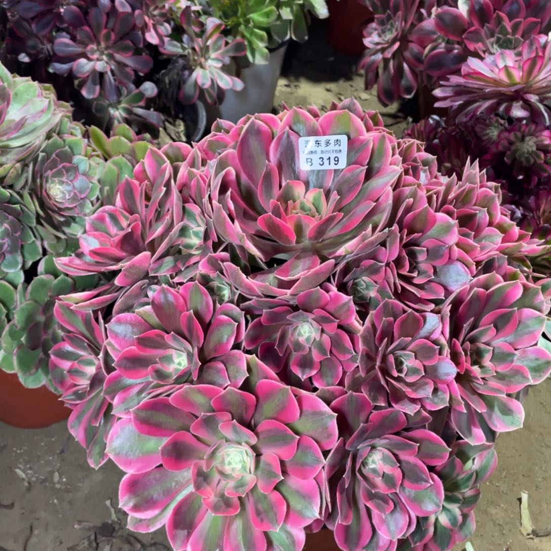 319女妖多肉法师断枝不包